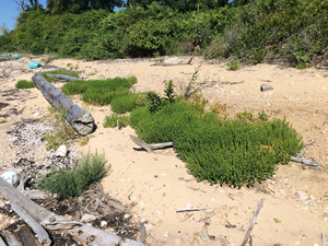 Photo By: Stephen M. Young. Photo taken: Suffolk County, NY on 14 August 2015